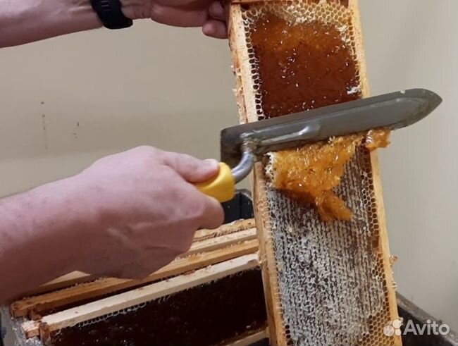 Мёд 2024 года Алтайский опт