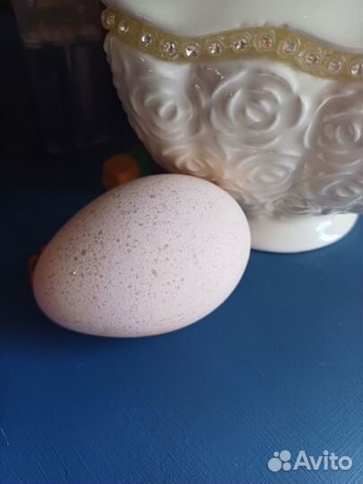 Индюшачие яйца