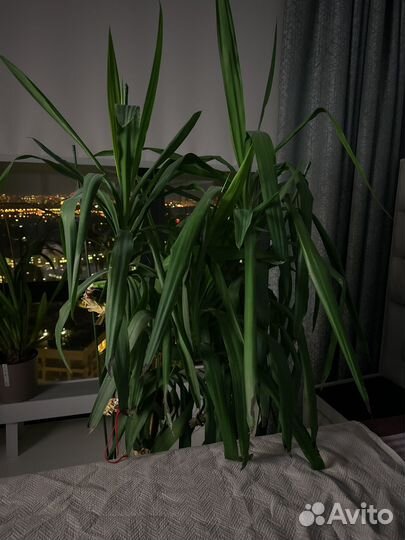 Отдам даром, самовывоз