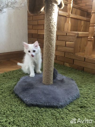 Передержка кошек и собак