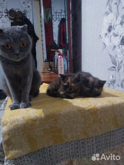 Кошечки два месяца,мама шотландская веслоухая