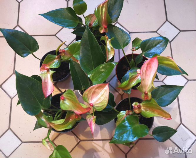 Антуриум Матата d9