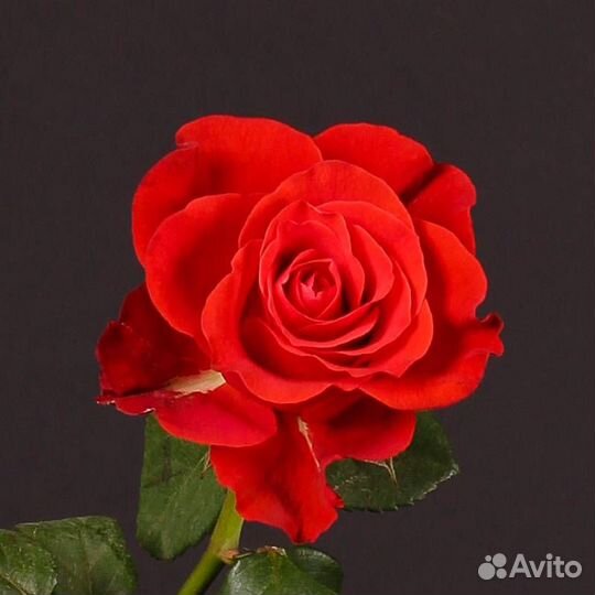 Розы сорта Эль Торо