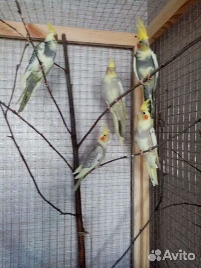 Попугай Карелла