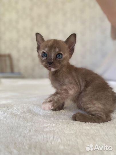 Бурманские котята