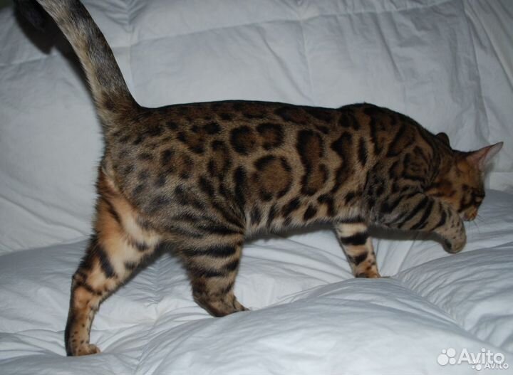 Эксклюзивная бенгальская кошечка