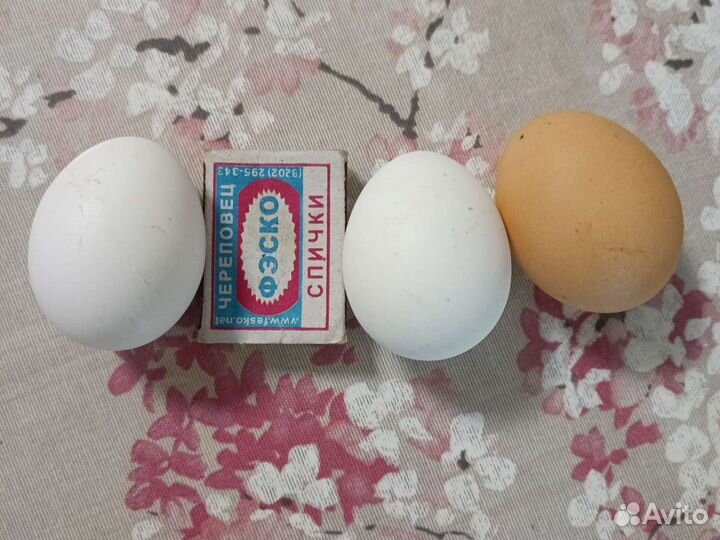 Домашние куриные яйца