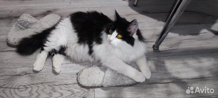 Отдам кота в добрые руки