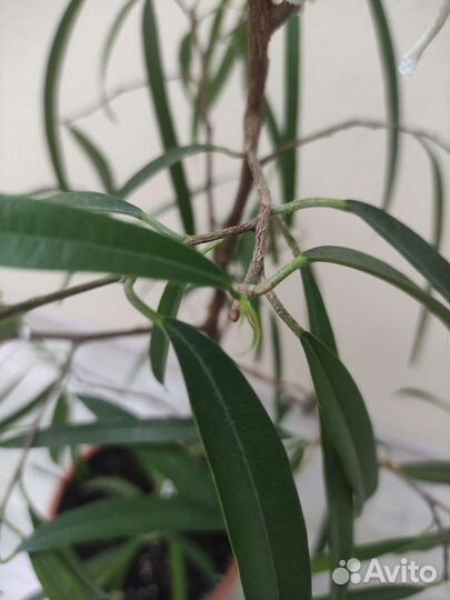 Фикус биннендийка Али