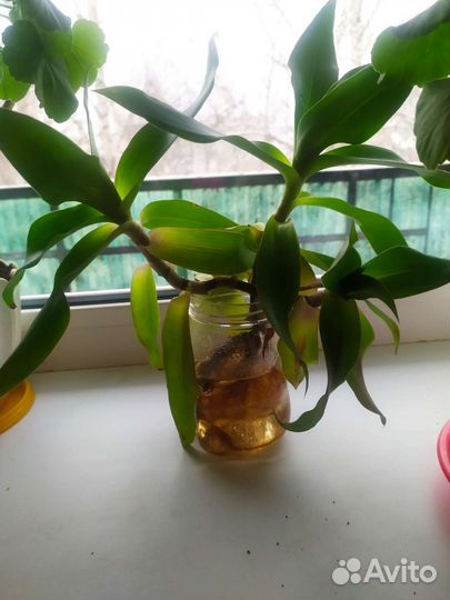 Лечебные растения