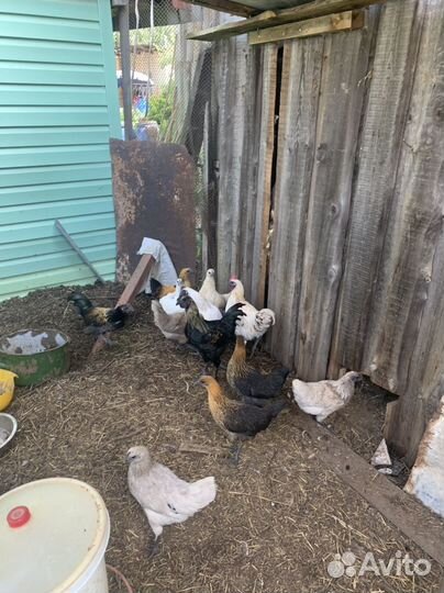 Молодки несушки и петухи Лакеданзи