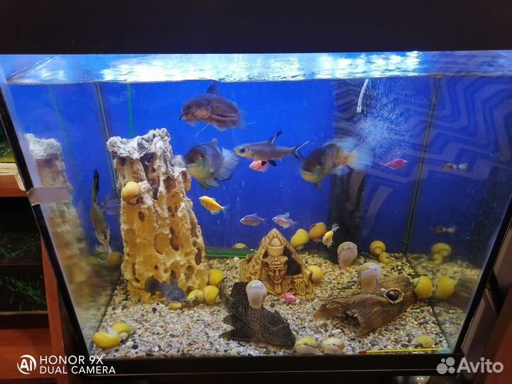 Аквариум с тумбой 100л