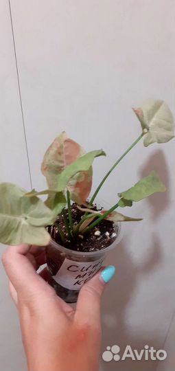 Сингониум Милк Конфети