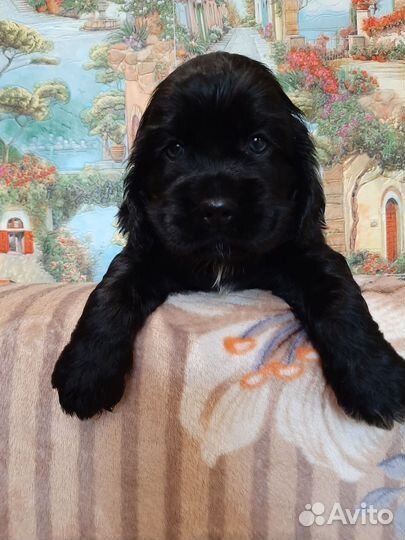 Щенки кокера спаниеля