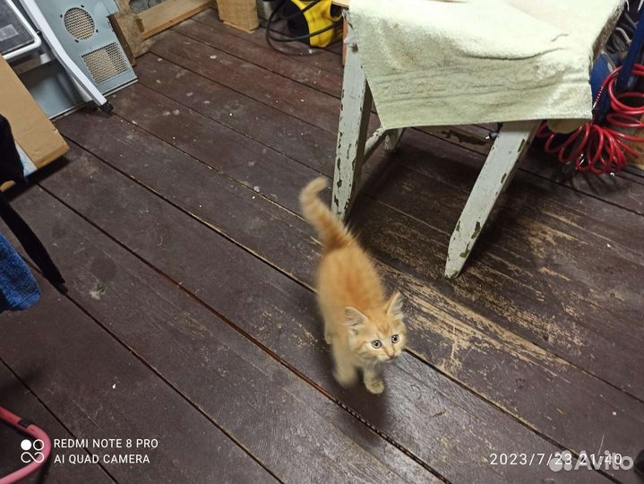 Кошечка в добрые руки