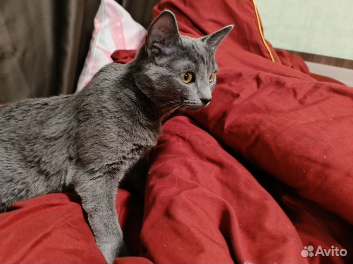 Кошка в дар бесплатно