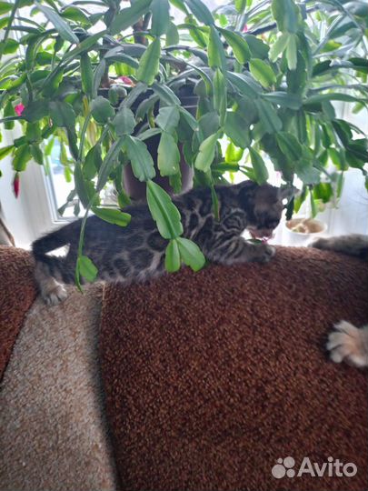 Котята бенгалы продажа