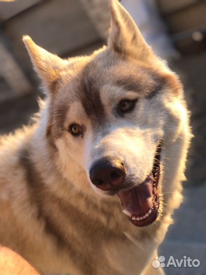 Сибирский хаски Вязка