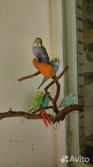 Птенцы волнистый попугай