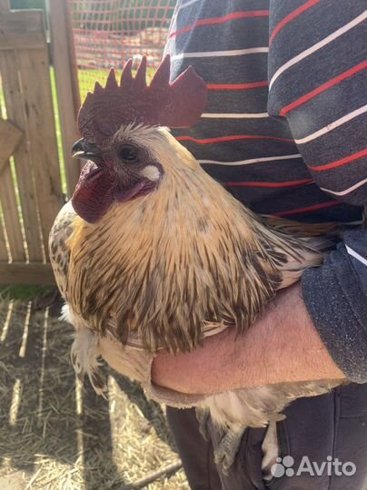 Петухи Лакеданзи