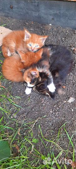 Котята мэйн кун