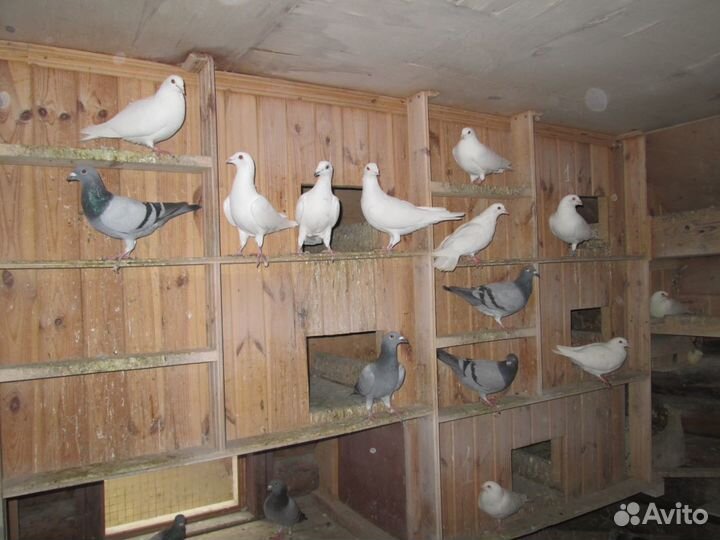Продаются голуби