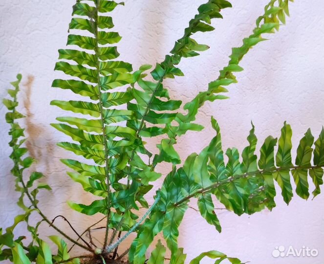 Папоротник Tiger fern