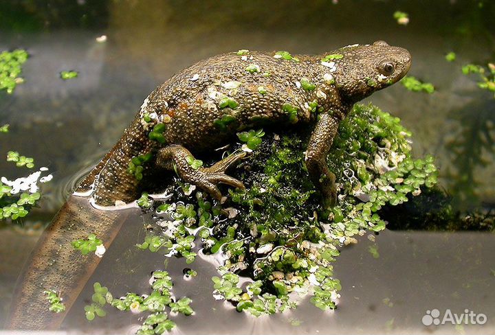 Тритон Испанский