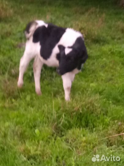 Бычок и телочки