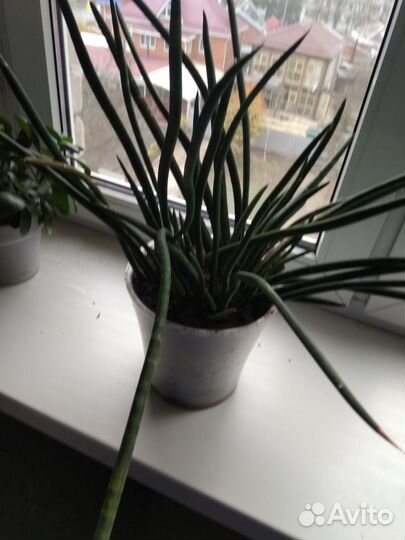 Сансевиерия микадо (Sansevieria bacularis mikado)