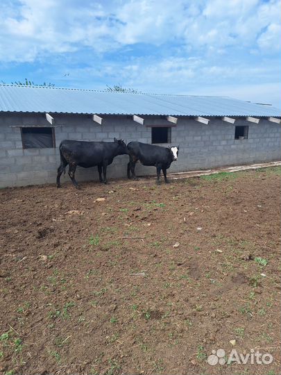 Телки стельные