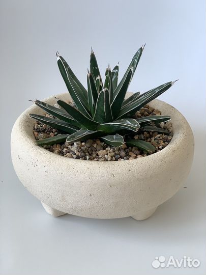 Агава Королевы Виктории