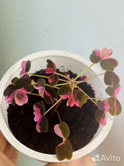 Кислица вулканическая oxalis Plum crazy