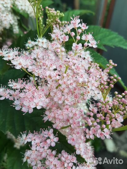 Таволга, Ирисы