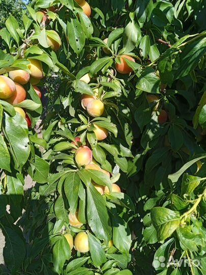 Слива свежая,яблочки,ронетка