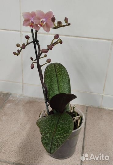 Фаленопсис Diffusion D12/45