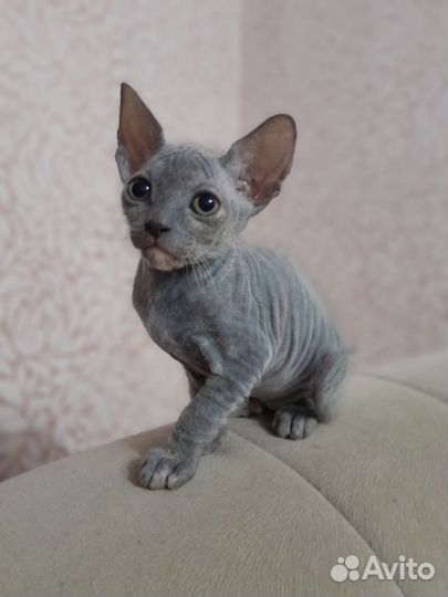 Донской сфинкс котята