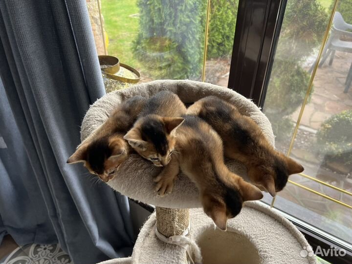 Абессинские котята
