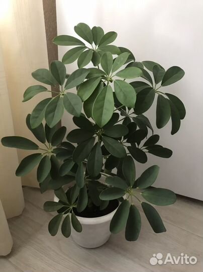 Комнатные цветы шефлера