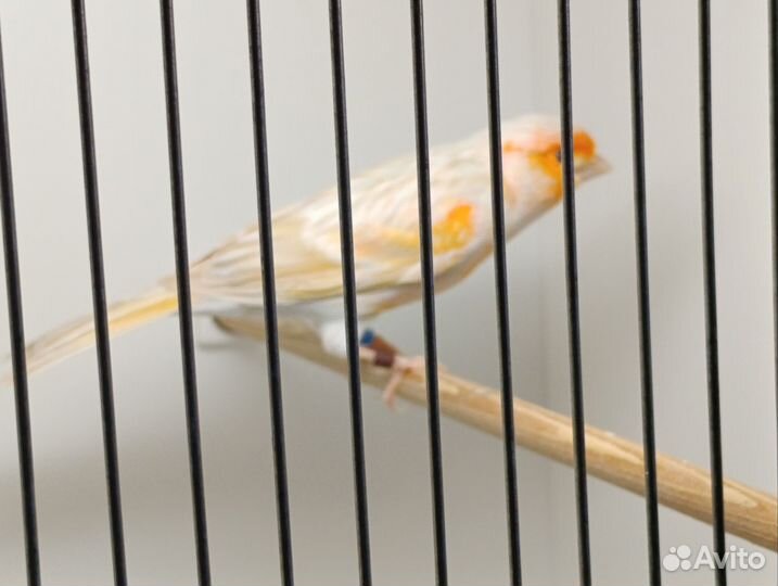 Канарейка сатинет красный мозаик, самец