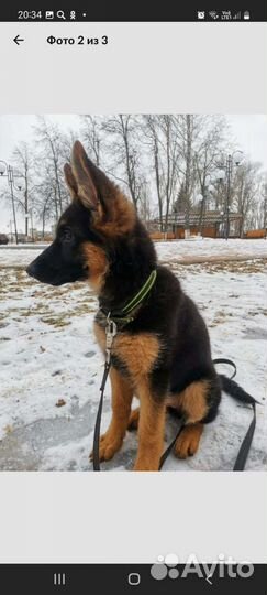 Щенки немецкой овчарки