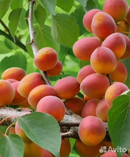 Абрикос зимостойкий