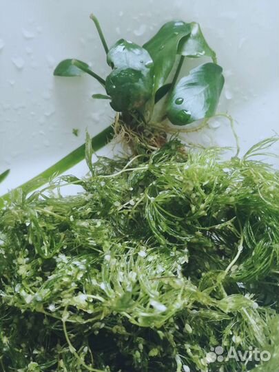 Аквариумные растения