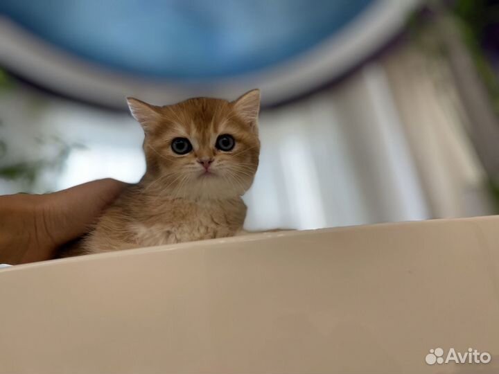 Породистые котята британской золотой шиншиллы