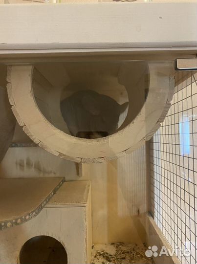 Шиншилла с домом