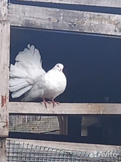 Голуби павлины