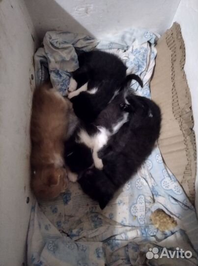 Котята в добрые руки бесплатно