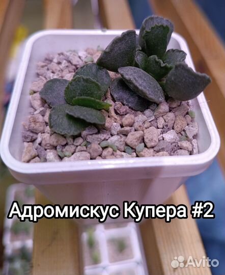 Суккуленты Адромискус Купера