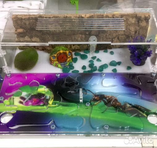 Муравьиная ферма с доставкой по России