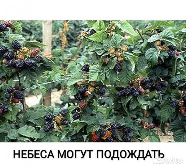 Ежевика бесшипная